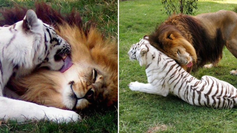 Unlikely Love: The Heartwarming Tale of the White Tigress and Lion’s Journey to Freedom