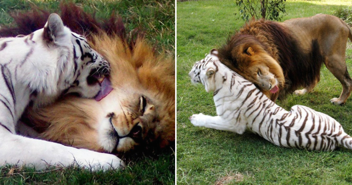 Unlikely Love: The Heartwarming Tale of the White Tigress and Lion’s Journey to Freedom