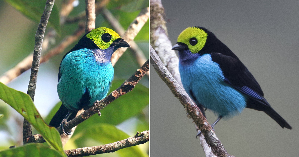 Unveiling the Allure of Paradise Tanagers: Intriguing Insights into these Beautiful Birds