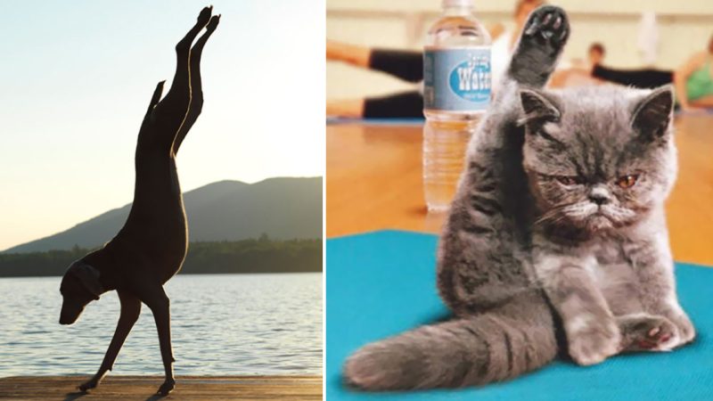 Yoga Poses with Adorable Animals