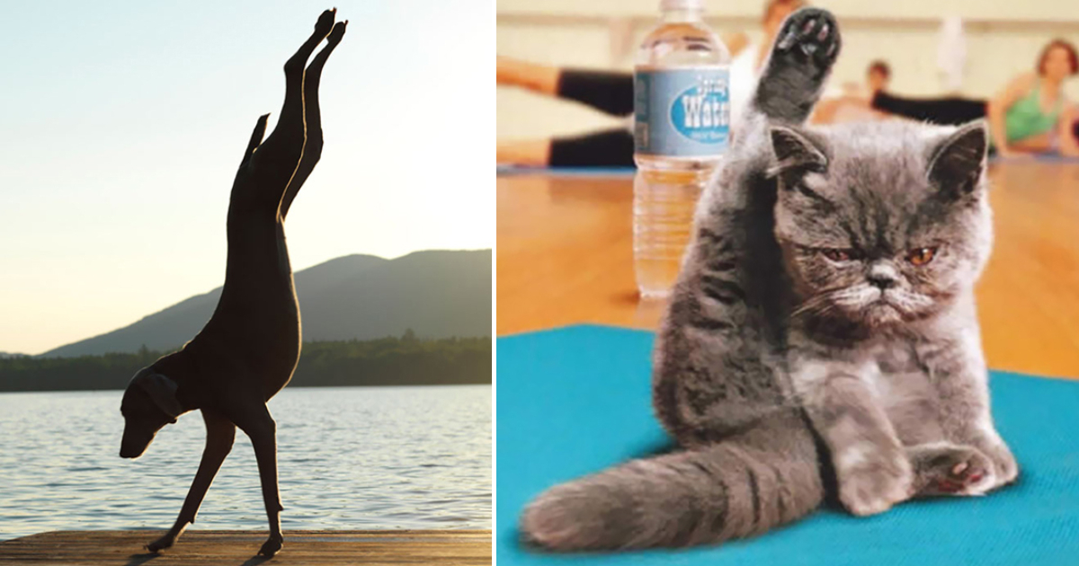 Yoga Poses with Adorable Animals