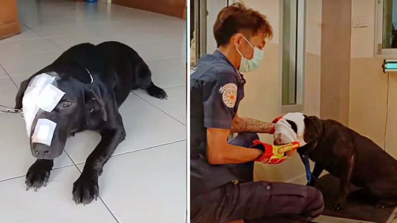 A Dog Treated Cruelly Strives Boldly To Take A Step Back In The Scary World.