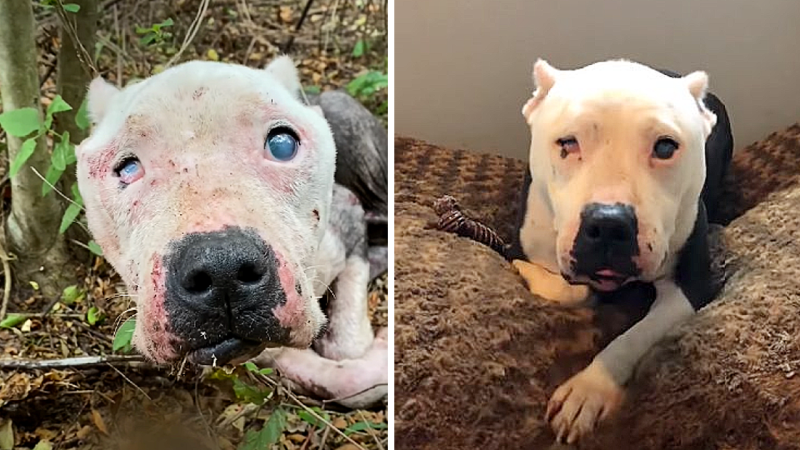 Touched Hearts: The Miraculous Transformation of Halo, the Blind and Starving Dog