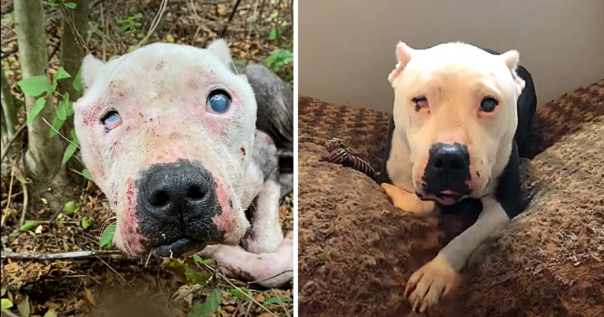 Touched Hearts: The Miraculous Transformation of Halo, the Blind and Starving Dog