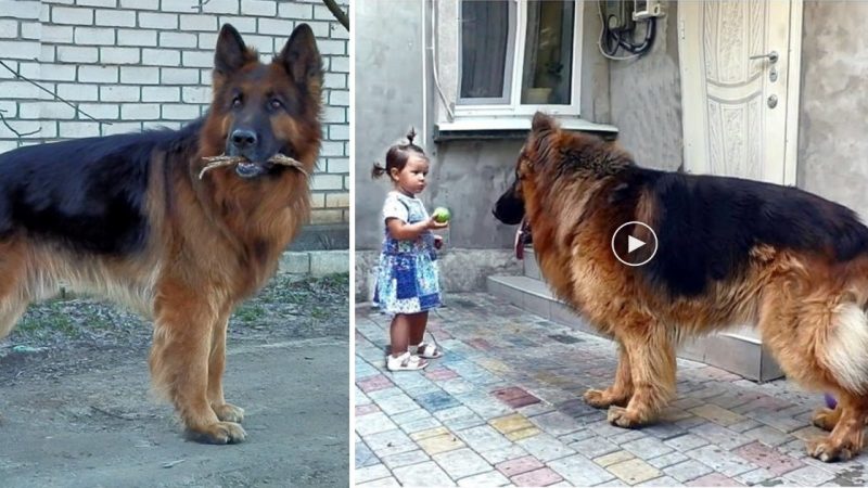 The girl rescued a big dog from the market. Nobody loved it, while it wanted warmth and happiness