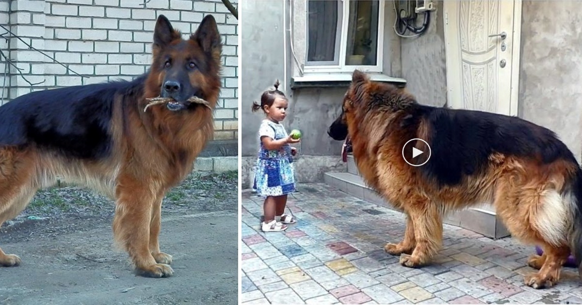 The girl rescued a big dog from the market. Nobody loved it, while it wanted warmth and happiness