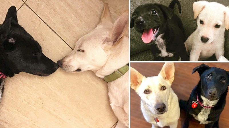 From Desperation to Devotion: Global Response to Bonded Dog Duo’s Plea Sparks Miraculous Adoption