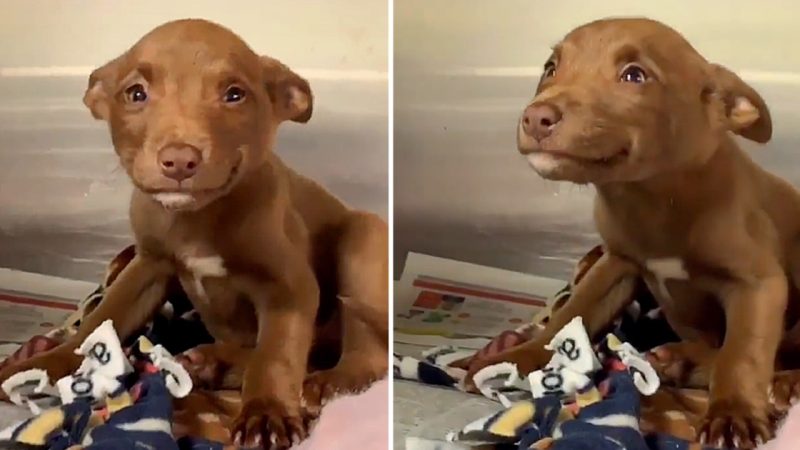 Heartwarming Video of Rescued Stray Puppy Melts Hearts and Sparks Adoption Frenzy