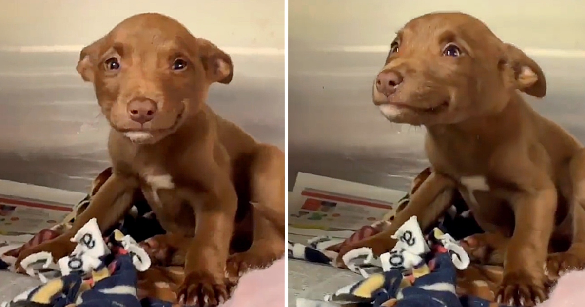 Heartwarming Video of Rescued Stray Puppy Melts Hearts and Sparks Adoption Frenzy