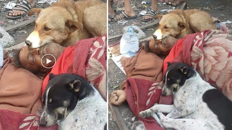 A Heartwarming Tale Dogs Stand Guard and Show Unwavering Loyalty to Homeless Man Until the End