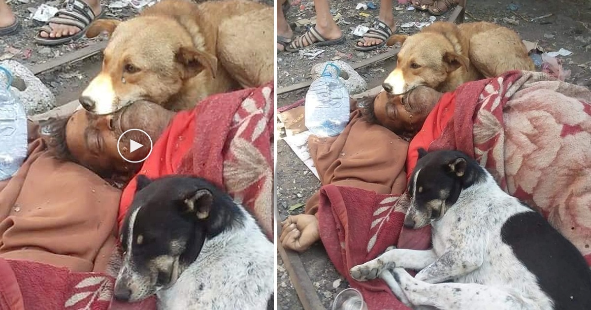 A Heartwarming Tale Dogs Stand Guard and Show Unwavering Loyalty to Homeless Man Until the End