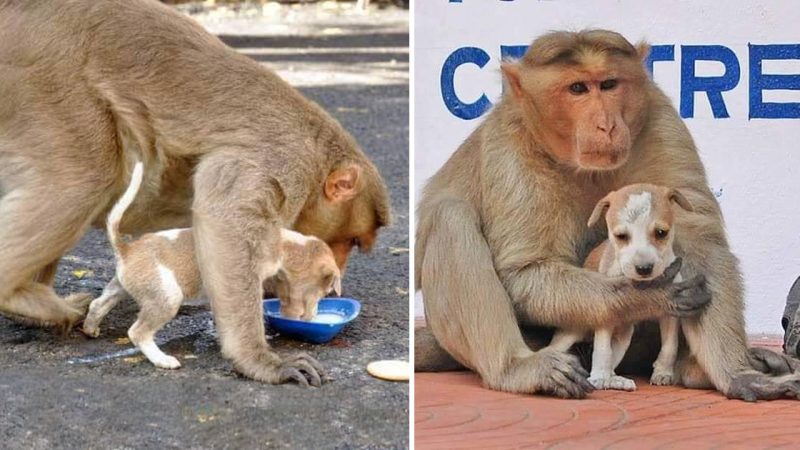 Monkey Adopts a Puppy, Protects It from Stray Dogs, and Lets It Eat First A Tale of Unlikely Love and Compassion