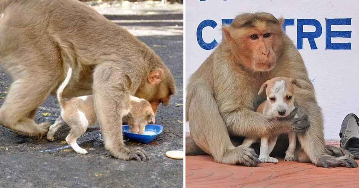 Monkey Adopts a Puppy, Protects It from Stray Dogs, and Lets It Eat First A Tale of Unlikely Love and Compassion