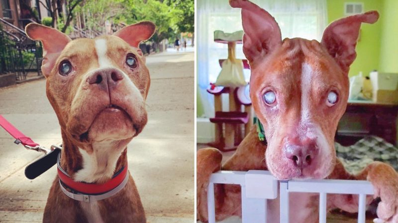 The Blind Pit Bull Regains Sight And Sees His Beloved Adoptive Parents For The First Time