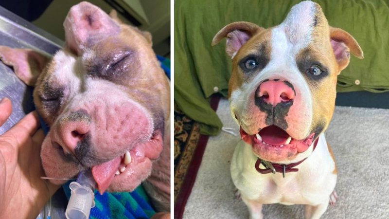 Family Adopts ‘Unicorn Dog’ Who Endured Rough Life Just Before She Was Euthanized