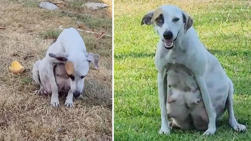 Abandoned Just Few Days Before Giving Birth Got Shooed Away By People She Ran With A Heavy Belly