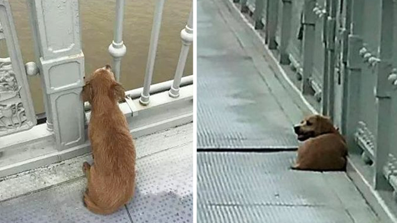 Owner Jumped Of The Bridge Ending His Life, Leaving Loyal Dog Behind in Solitude