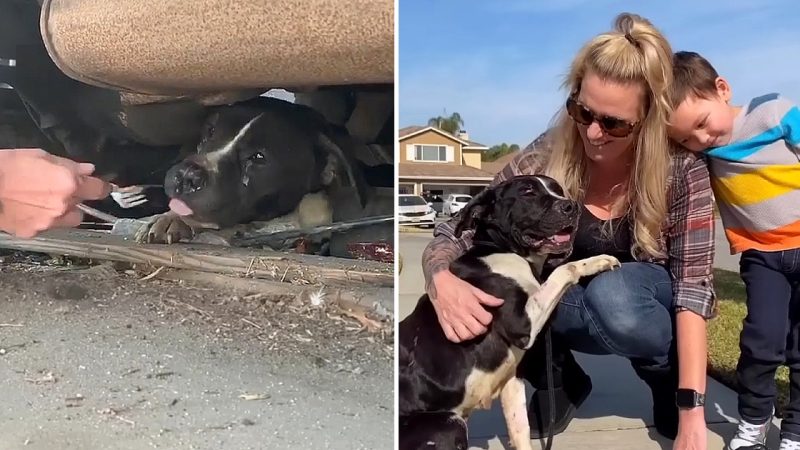 The Heartwarming Rescue of a Sad Pregnant Dog