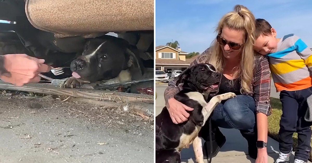 The Heartwarming Rescue of a Sad Pregnant Dog