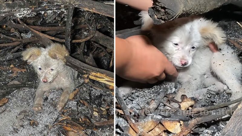 Scared Little Puppy Hide From People & Received My Giant Love