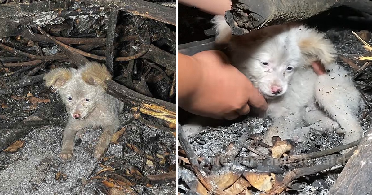 Scared Little Puppy Hide From People & Received My Giant Love