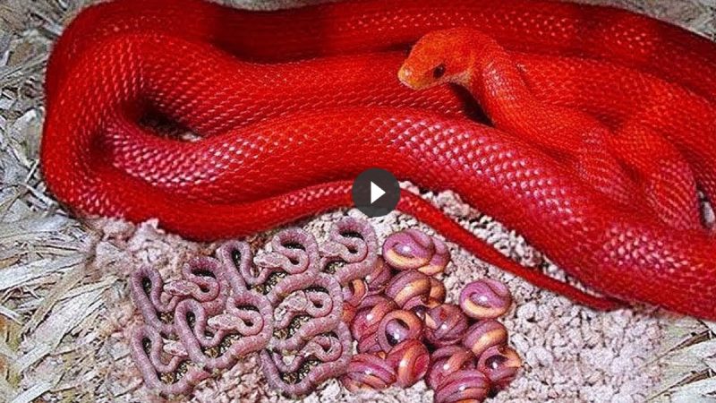 The Reckoning Begins Giant Red Snake Births Multitudes, Signaling Possible Consequences for Humans