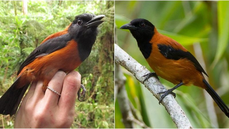 Pitohui The First and Only Toxic Bird on Earth