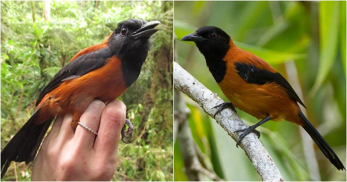 Pitohui The First and Only Toxic Bird on Earth