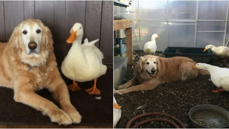 Unbreakable Friendship Between a Golden Retriever and a Duck: A Heartwarming Tale of Interspecies Bonding