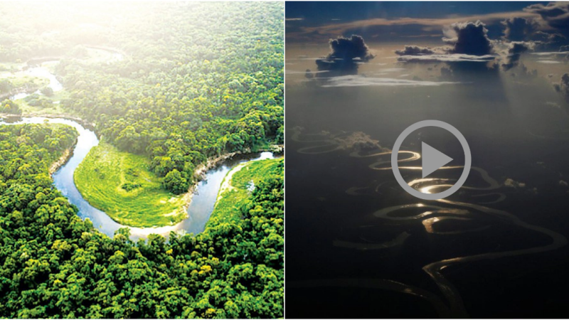 The Amazon Rainforest: A Tropical Paradise of South America