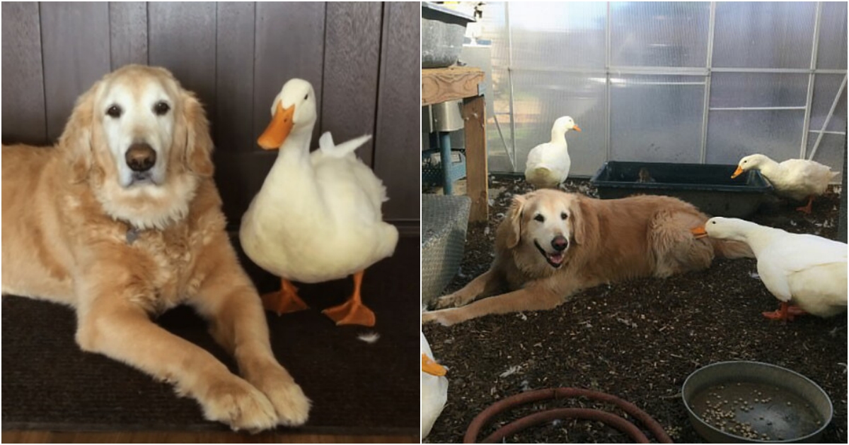 Unbreakable Friendship Between a Golden Retriever and a Duck: A Heartwarming Tale of Interspecies Bonding