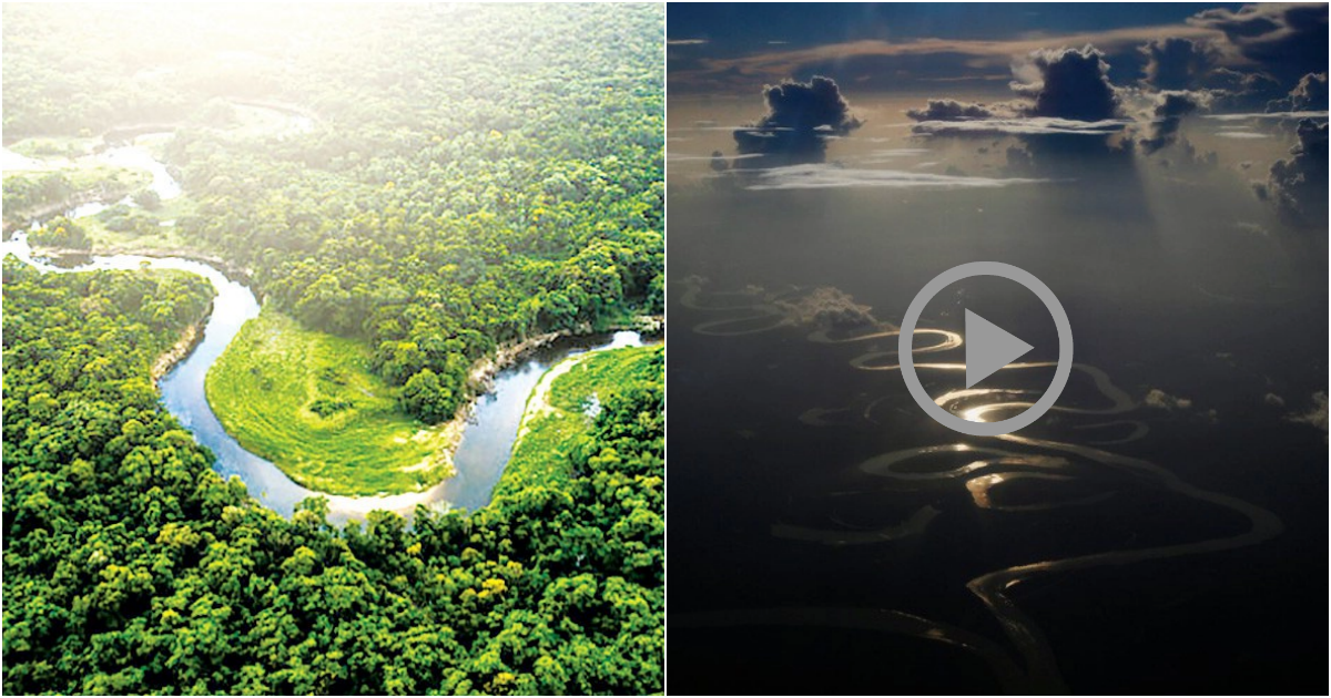 The Amazon Rainforest: A Tropical Paradise of South America