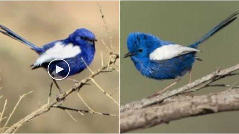 Whirling Through Azure Skies: Unveiling the Enchanting White-Winged Fairy-Wren