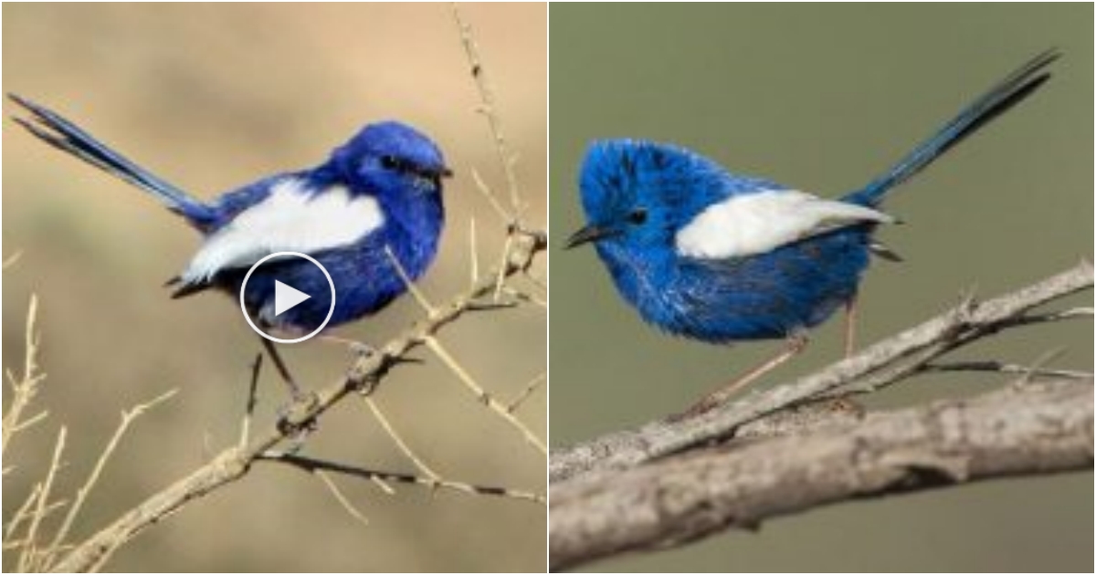 Whirling Through Azure Skies: Unveiling the Enchanting White-Winged Fairy-Wren