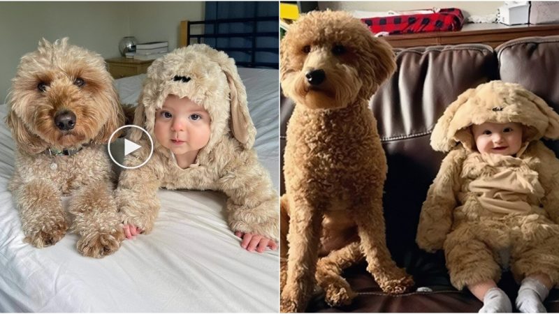 “Heartwarming Tale Dog Takes Charge of Newborn Brother, Stealing Hearts in a Doggy Coat”