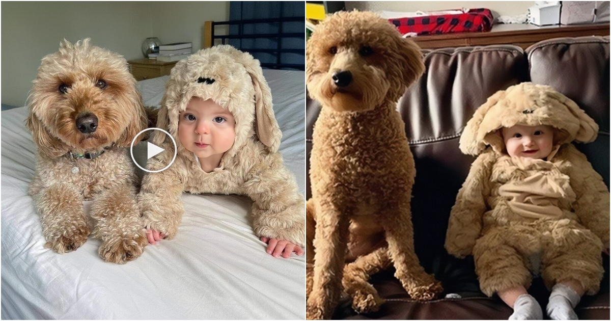 “Heartwarming Tale Dog Takes Charge of Newborn Brother, Stealing Hearts in a Doggy Coat”