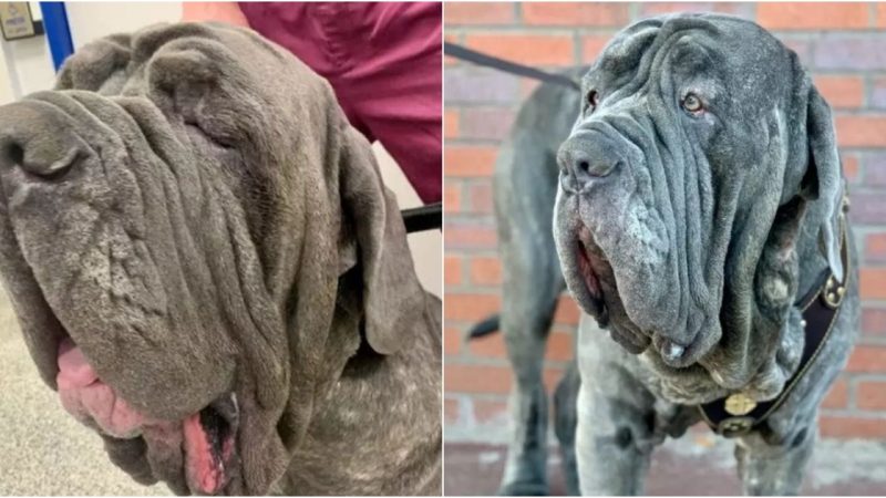 Giant Neapolitan Mastiff Dog Undergoes Excess Skin Removal Surgery, Shedding Over 1kg of Extra Skin