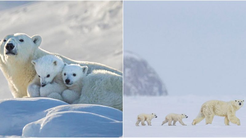 Majestic Polar Bears Fierce Protectors and Snuggle Experts