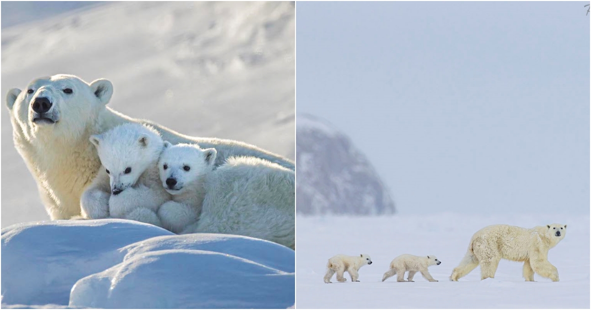 Majestic Polar Bears Fierce Protectors and Snuggle Experts