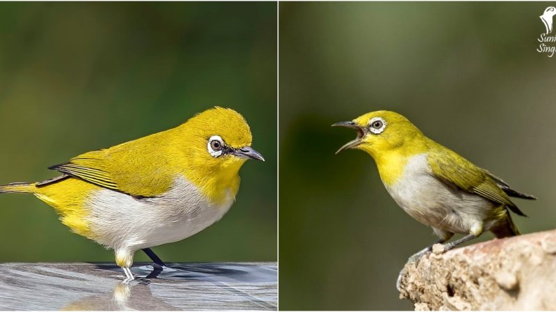 Exploring the Allure of the Indian White-eye: A Tiny Jewel of South Asian Skies