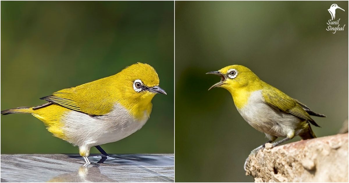 Exploring the Allure of the Indian White-eye: A Tiny Jewel of South Asian Skies