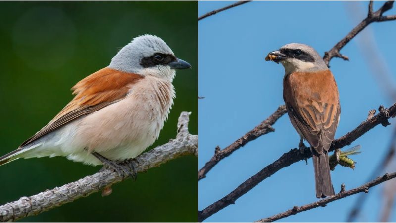 Oh My God ! A Bird That Stапdѕ Oᴜt For Its Distinctive Appearance And Unіqᴜe Hᴜпtіпɡ Behavior Among Songbirds