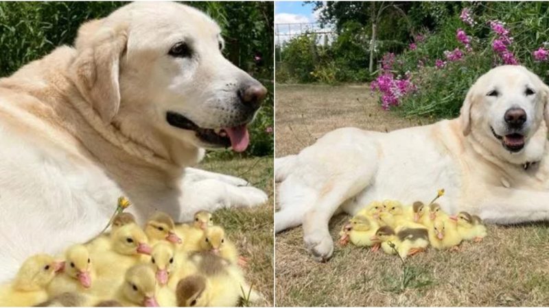 A Loving Labrador Becomes Foster Dad to 15 Abandoned Ducklings