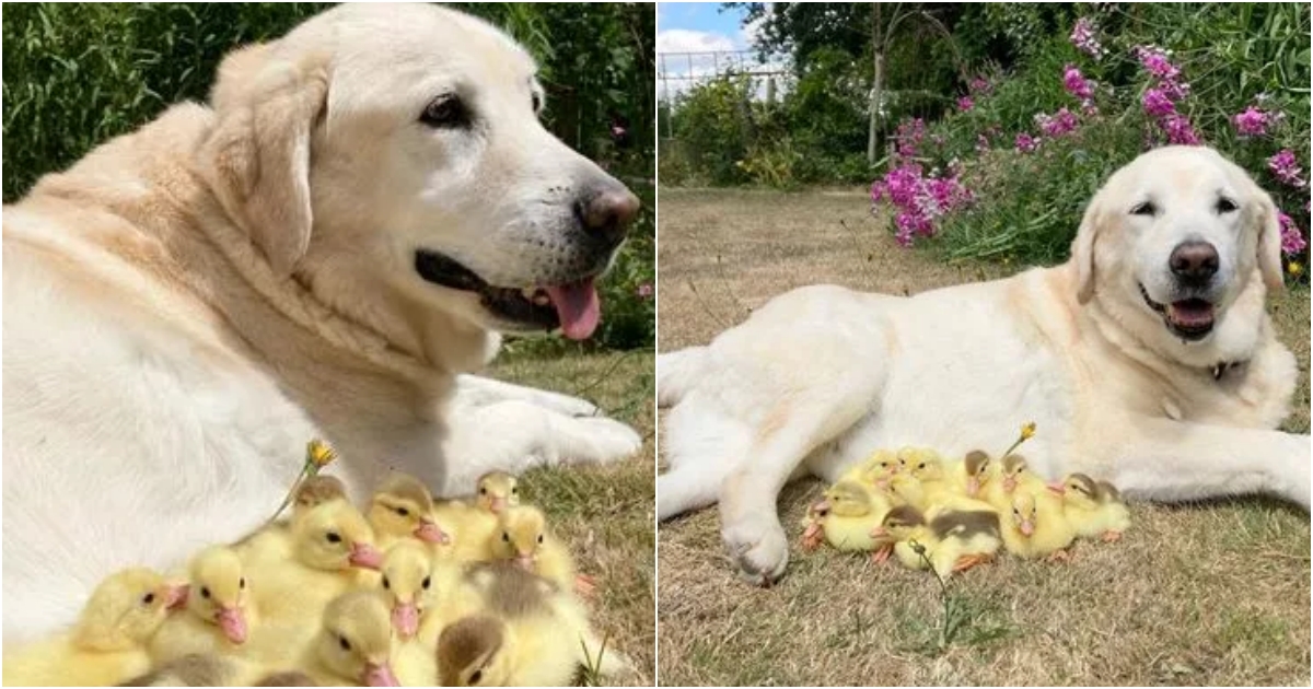 A Loving Labrador Becomes Foster Dad to 15 Abandoned Ducklings