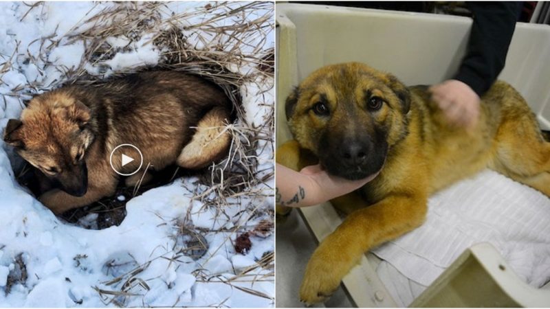 Stray Puppy Hit By Car And Unable To Move, Finally Spotted After 12 Hours In Cold