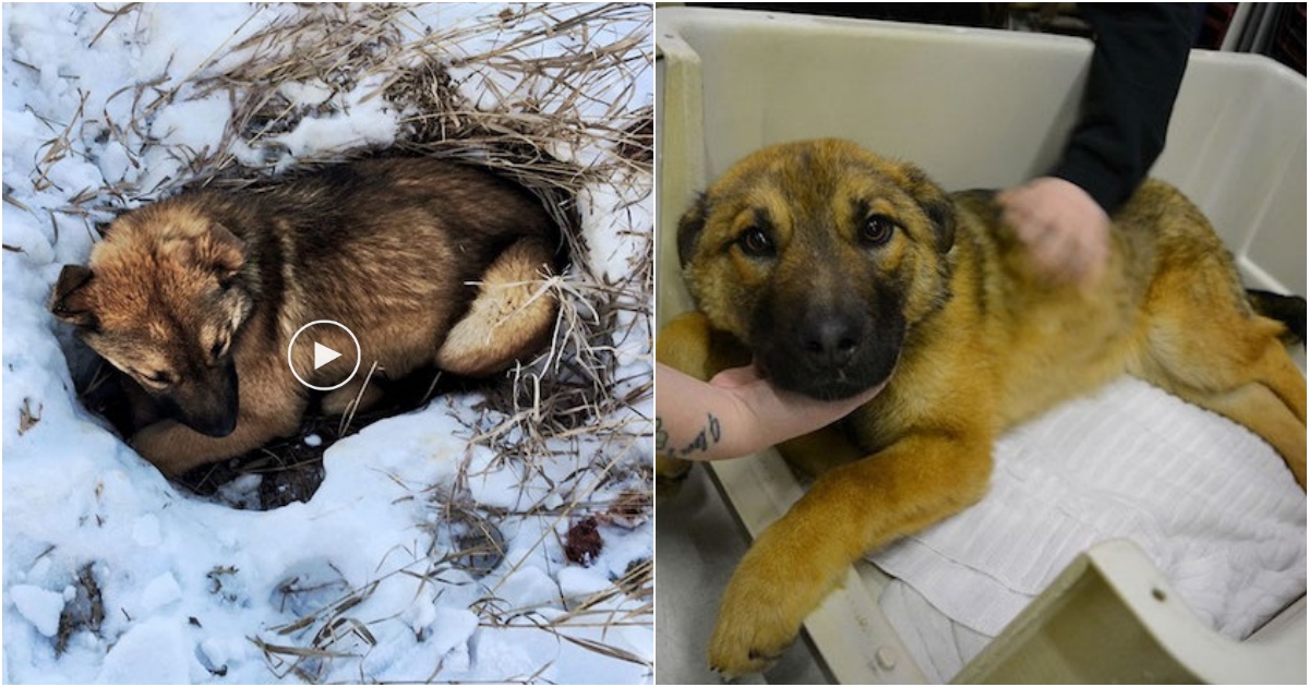 Stray Puppy Hit By Car And Unable To Move, Finally Spotted After 12 Hours In Cold