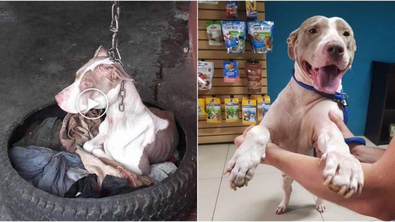 Rescued from Despair: The Incredible Journey of Cala, the Dog Hanging from a Chain, Finds Hope Just in Time