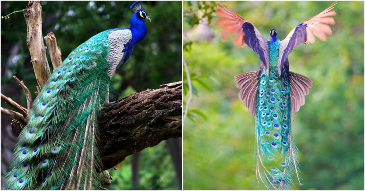 The Peafowl – The Timeless Beauty of Noble Birds