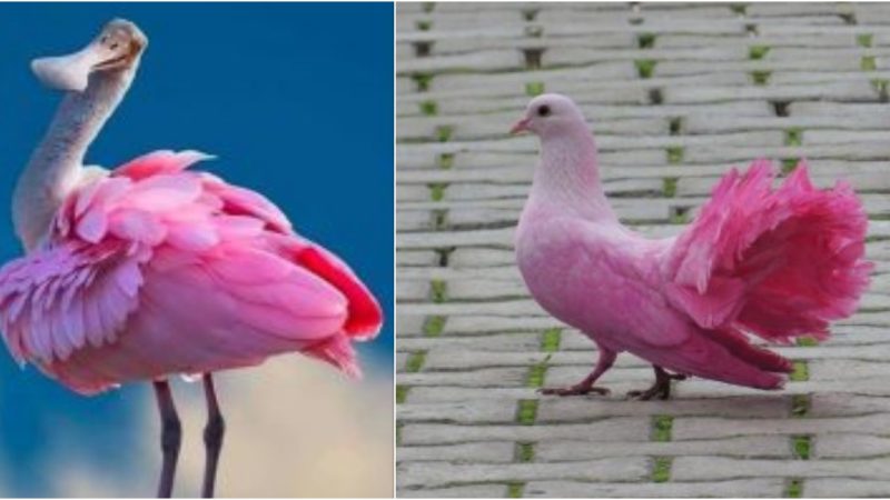 Pink birds: the epitome of breathtaking beauty