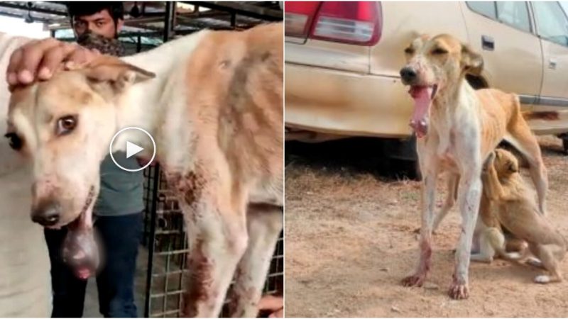 From Despair to Delight: Courageous Dog Conquers Broken Jaw and Teeth, Radiating Joy With a Beautiful Smile